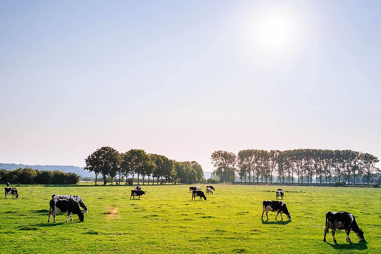 Bild: Kühe auf der Weide
